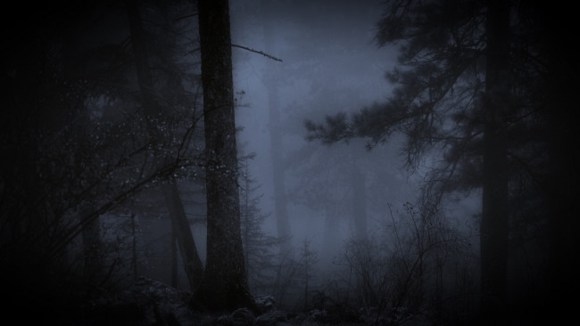 Обои картинки фото природа, лес, туман, ночь
