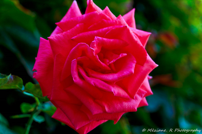 Обои картинки фото цветы, розы, rose, лепестки, роза, leaves, blossoms, бутон, petals, bud, цветение, листья