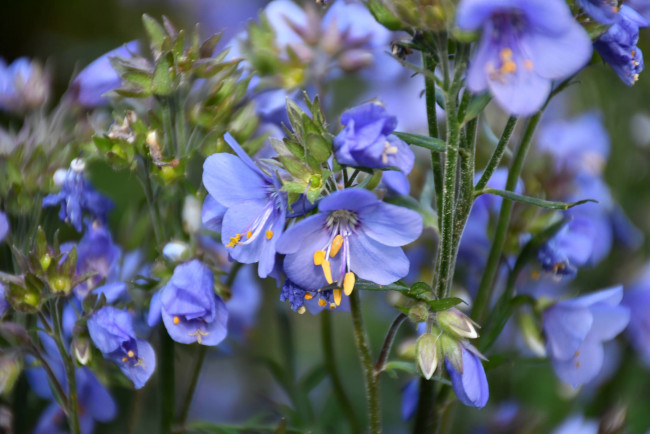 Обои картинки фото цветы, голубой, тычинка, синий, цветение
