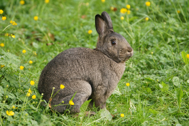 Обои картинки фото животные, кролики,  зайцы, кролик, трава, лапки, ушки