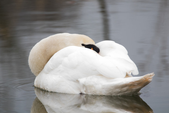 Обои картинки фото животные, лебеди, белый, красивый, лебедь, отдых, сон, вода