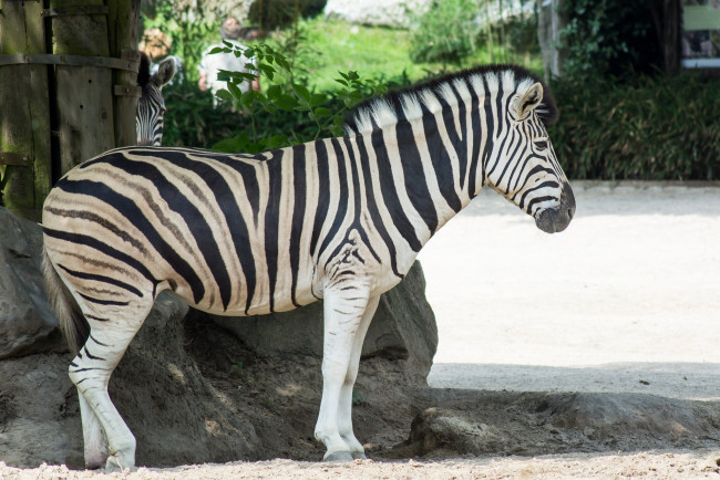 Обои картинки фото животные, зебры, черно-белый, животное, полоски, зебра