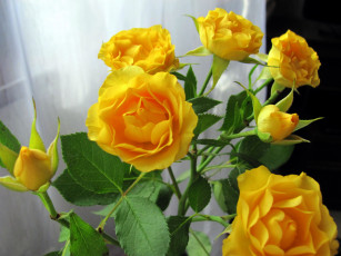 Картинка цветы розы желтые бутоны