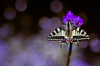 Картинка животные бабочки +мотыльки +моли цветок макро фон бабочка махаон