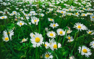 Картинка цветы ромашки трава зеленая белые