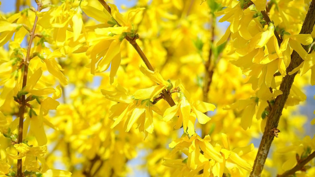 Обои картинки фото цветы, цветущие деревья ,  кустарники, желтая, форзиция, куст