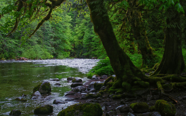 Обои картинки фото природа, реки, озера, деревья, река, камни
