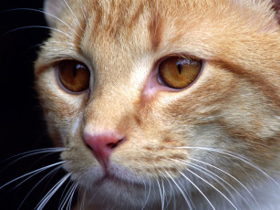 Картинка cat close up животные коты
