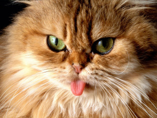 Картинка cat got your tongue животные коты