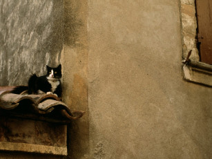 обоя cat, on, the, roof, lacoste, france, животные, коты