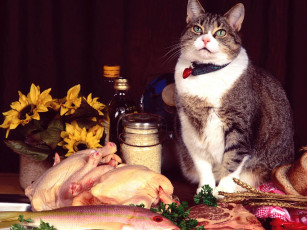 Картинка fancy feast manx mix животные коты
