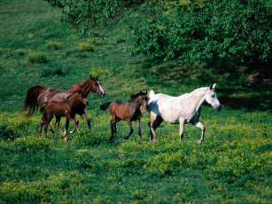 Картинка morning jog arabian horses животные лошади