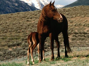 обоя motherly, love, животные, лошади