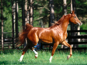 Картинка precious metal arabian животные лошади