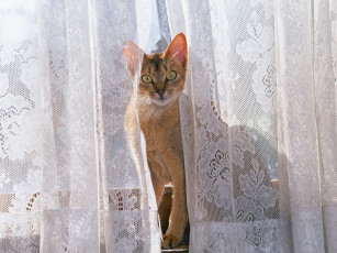 Картинка window watching manx животные коты