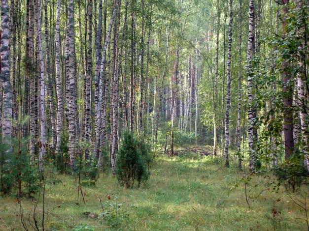 Обои картинки фото 