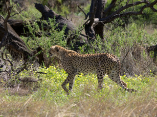 Картинка животные гепарды гепард