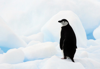 Картинка животные пингвины льдины антарктида антарктический пингвин