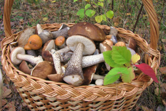Картинка еда грибы грибные блюда корзина