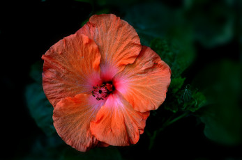 Картинка цветы гибискусы оранжевый макро