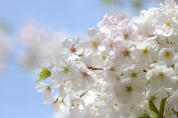 Картинка цветы цветущие деревья кустарники весна белый