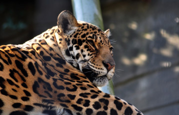 Картинка фотограф tom van deuren животные Ягуары ягуар