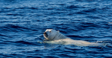 Картинка животные медведи заплыв северный ледовитый океан белый медведь гренландия