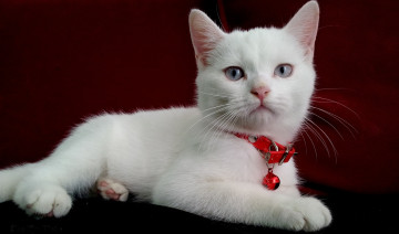 Картинка животные коты белый