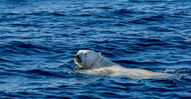 Обои картинки фото животные, медведи, заплыв, северный, ледовитый, океан, белый, медведь, гренландия