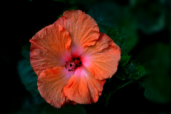 Обои картинки фото цветы, гибискусы, оранжевый, макро