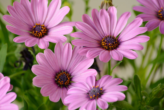 Обои картинки фото цветы, диморфотеки, розовый