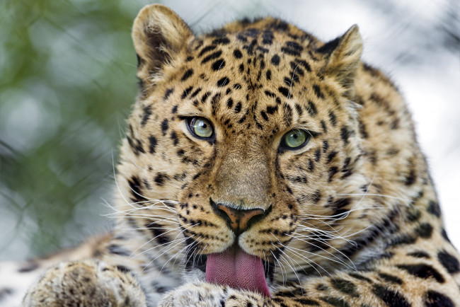 Обои картинки фото животные, леопарды, морда, язык