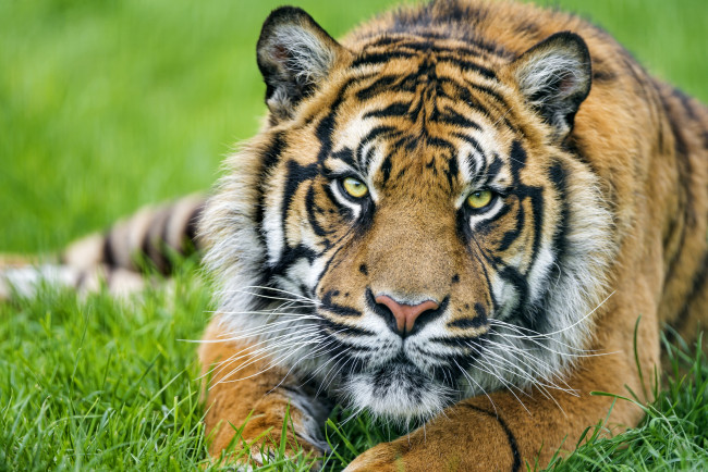 Обои картинки фото животные, тигры, красавец
