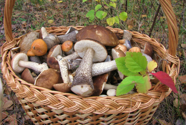 Обои картинки фото еда, грибы, грибные, блюда, корзина