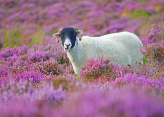 Картинка животные овцы +бараны цветы овца
