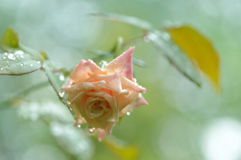Картинка цветы розы росинки dew rose роза