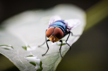 Картинка животные насекомые капли муха макро лист