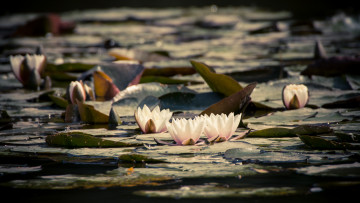 Картинка цветы лилии+водяные +нимфеи +кувшинки цветение вода водяные лилии листья