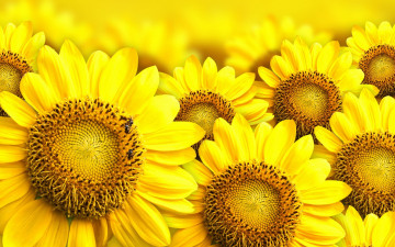 Картинка цветы подсолнухи желтый