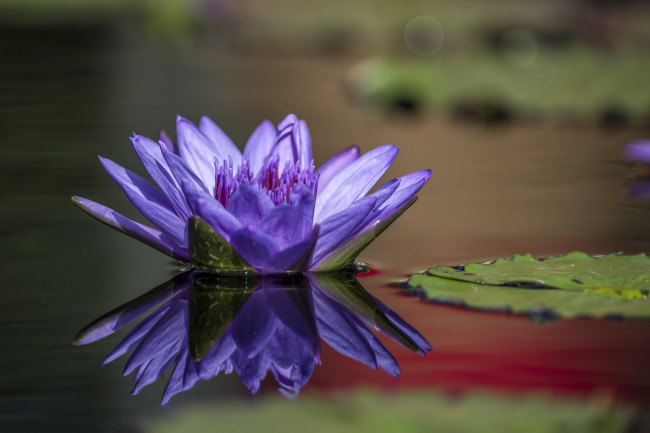 Обои картинки фото цветы, лилии водяные,  нимфеи,  кувшинки, озеро, лепесток, водяная, лилия