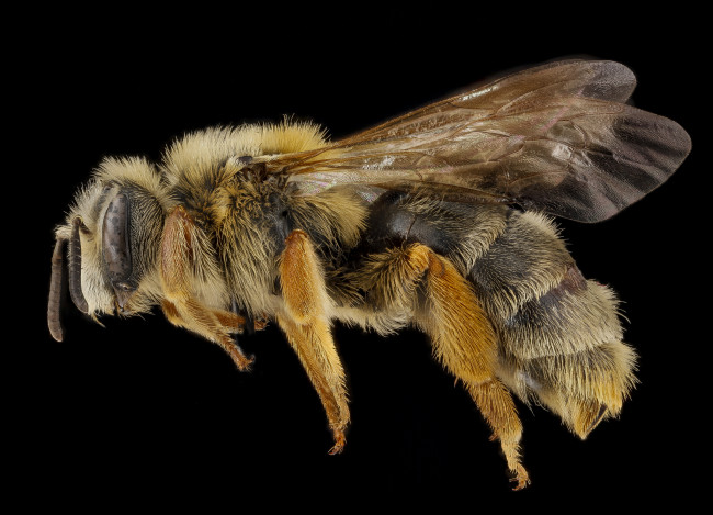 Обои картинки фото животные, пчелы,  осы,  шмели, макросъемка, насекомое