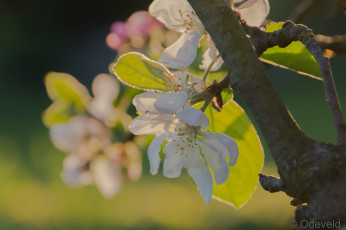 Картинка цветы цветущие+деревья+ +кустарники цветение яблоня весна