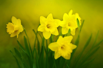 Картинка цветы нарциссы весна макро