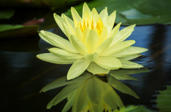 Картинка цветы лилии+водяные +нимфеи +кувшинки желтая отражение вода водяная лилия нимфея