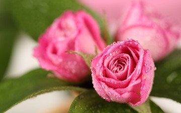 Картинка цветы розы капли розовые