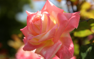 Картинка цветы розы роза лепестки макро