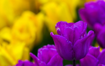 Картинка цветы тюльпаны тюльпан бутон боке