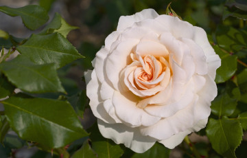 Картинка цветы розы роза персиковая лепестки макро нежность
