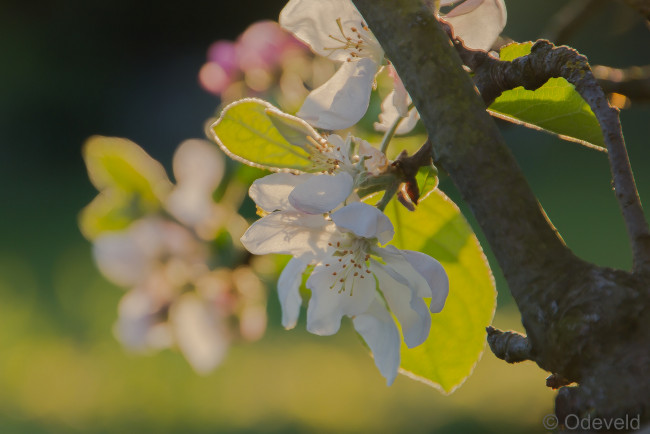 Обои картинки фото цветы, цветущие деревья ,  кустарники, цветение, яблоня, весна