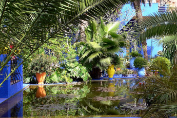 Картинка природа парк оранжерея пальмы